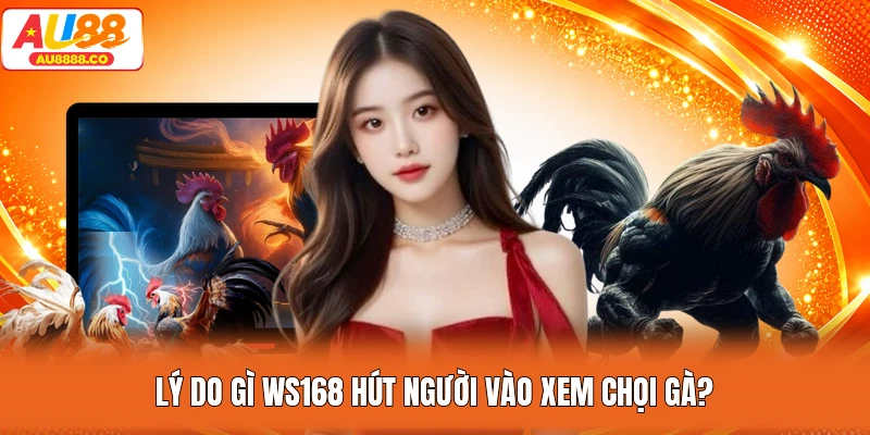 Lý do gì WS168 hút người vào xem chọi gà?